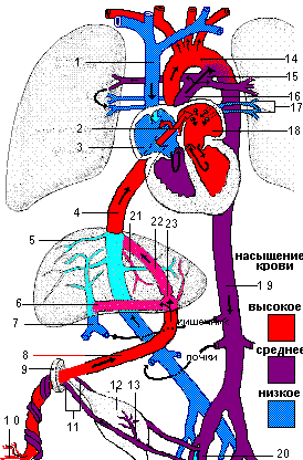 Рисунок кровообращения плода