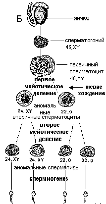 Как спланировать пол ребенка