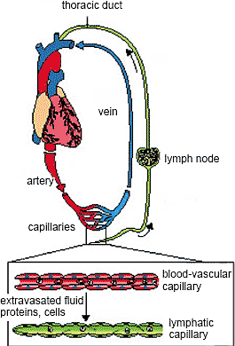 Emergence of EC during embryonic development