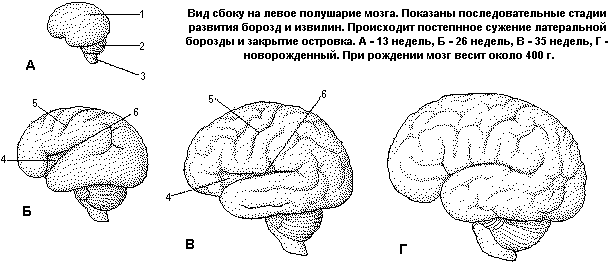 Головной мозг новорожденного. Борозды головного мозга сглажены. Борозды мозга новорожденного. Кора головного мозга новорожденного. Развитая кора головного мозга.