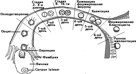 Многоплодная беременность – что это, признаки, симптомы, диагностика и лечение в «СМ-Клиника»