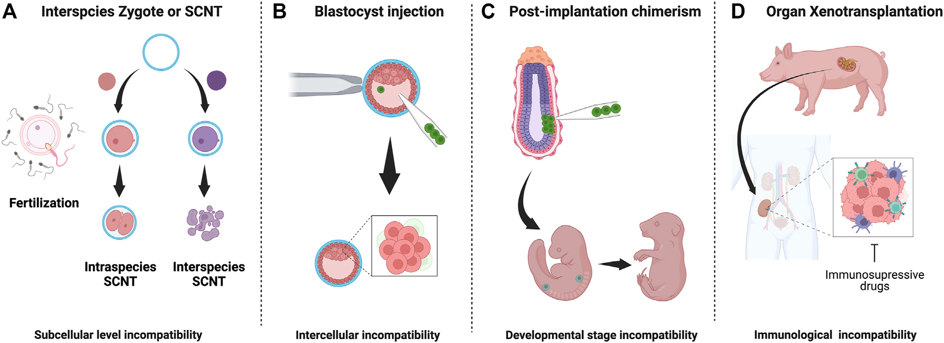 Developmental Biology and Genetics