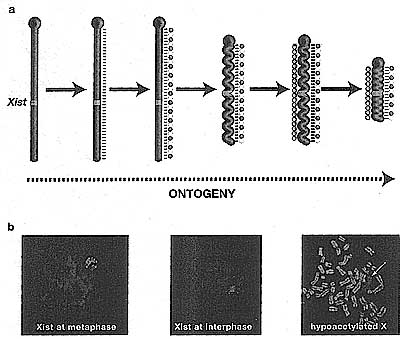 Developmental Biology and Genetics