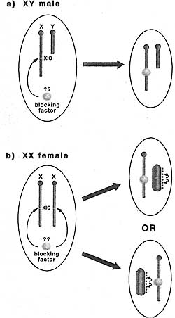 Developmental Biology and Genetics