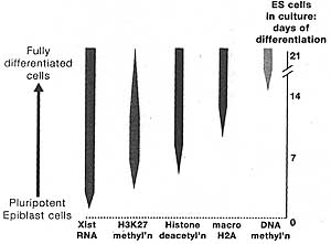 Developmental Biology and Genetics