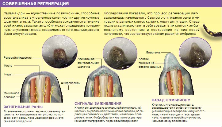 Регенерация организма. Регенерация органов человека. Типичная регенерация это. Атипичная регенерация.